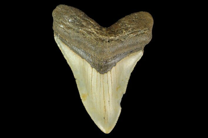 Fossil Megalodon Tooth - North Carolina #131609
